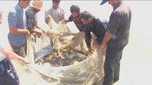 برداشت ماهیان پرورشی از آببندانها ی استان مازندران آغاز شد.
