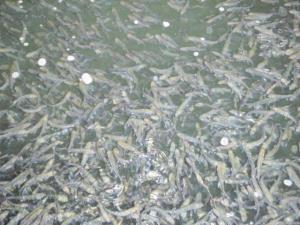      مشارکت صیادان مازندران در رها سازی 90 میلیون قطعه بچه ماهی سفید 