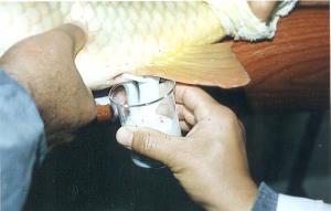 برای اولین بار در کشور طرح آزمایشی رهاسازی بیش از 120 هزار قطعه بچه ماهی سفید به آب شور ( دریا) در مازندران اجرا شد