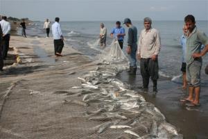       از ابتدای صید تاکنون حدود 100تن ماهی استخوانی در استان مازندران صید شد.