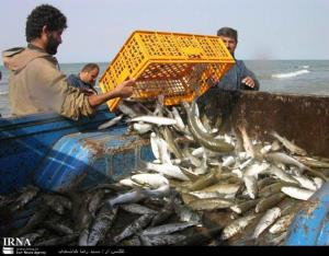 تمدید صید ماهیان استخوانی در استان مازندران برای بار دوم تا بیست و پنجم فروردین .