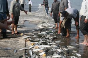 7400  تن ماهي استخواني توسط صيادان پره استان مازندران در فصل صید89-90 صید و  به بازار عرضه شد .