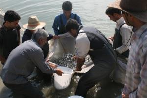     رهاسازی حدود یکصد میلیون قطعه بچه ماهی در رودخانه های استان آغازشد