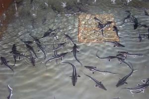  50% ظرفیت تولید ماهیان خاویاری پرورشی کشور دراستان مازندران واقع است