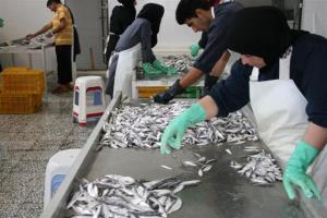 صیدحدود 2670 ( دو هزارو ششصد و هفتاد )تن ماهی كيلكا درچهارماهه نخست در استان مازندران 
