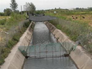  پرورش ماهی قزل آلا  در کانال های آب کشاورزی مازندران