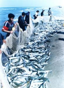 صیدبیش از2600 تن انواع ماهی استخوانی از دریای خزر