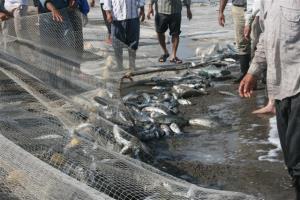 صید ماهیان استخوانی در مازندران تا 22 فروردین تمدید شد