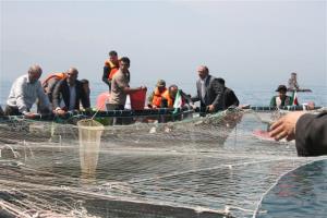 نخستین برداشت ماهی قزل آلای  پرورشی از قفس های دریایی درکلارآباد با حضور مسئولین کشوری و استانی انجام و به بازار عرضه شد    