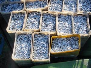 در سال گذشته  16284 تن ماهي كيلكا در استان مازندران صید و روانه بازار مصرف شد