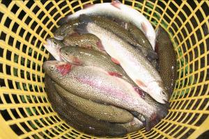 مدیرکل شیلات مازندران از رشد 70 درصدی تولید ماهیان خاویاری پرورشی در مراکز آبزی پروری استان خبر داد.