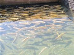 مدیرکل شیلات مازندران: طرح پرورش ماهی در قفس با مسائل زیست محیطی همسو است