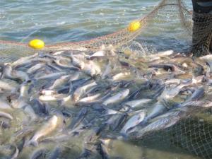 حبیب نژاد ، مدیرکل شیلات مازندران خبرداد :صادرات 550 تن انواع ماهیان گرمابی ازاستان مازندران به خارج ازکشور درسه ماهه اول سال جاری 
