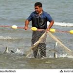 حبیب نژاد،مدیرکل شیلات مازندران خبرداد: صیدبيش از 203 تن ماهي استخوانی طی 10روزاخیر در مازندران 
