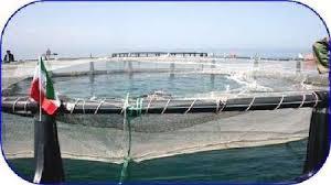 عبدالحی،معاون توسعه آبزی‌پروری شیلات کشور خبر داد:افزایش تولید ماهیان خاویاری پرورشی به 10 هزار تن/ نروژی‌ها و فرانسوی‌ها در آبزی‌پروری کشور سرمایه‌گذاری می‌کنند.