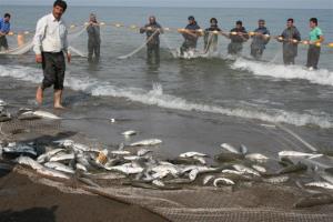صید بیش از 710 تن ماهیان استخوانی توسط صیادان استان مازندران  