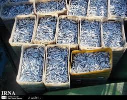 صید بیش از 15 هزارتن ماهی کیلکا درمازندران در سال 1395