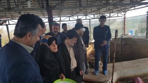 افتتاح پروژه شیلاتی پرورش ماهی سردآبی درشهرستان عباس آباد دردهه مبارک فجر