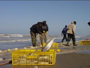 افزایش ۳۶ درصدی صید ماهی سفید توسط صیادان پره مازندران