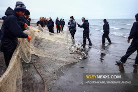 صید حدود 1600 تن  انواع ماهی استخوانی ازابتدای صید تا 26 دیماه سالجاری توسط صیادان مازندرانی