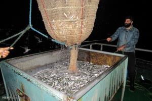 معاون صید و بنادر ماهیگیری شیلات مازندران خبر داد: تا پایان دی ماه بیش از 15980 تن ماهی کیلکا در استان صید و روانه بازار شد.