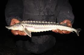 رهاسازی حدود 2500 قطعه بچه ماهی خاویاری نارس توسط صیادان پره مازندران به دریا