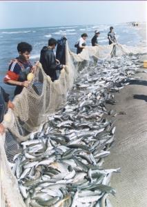 پایان فصل صید ماهیان استخوانی دریای مازندران 
