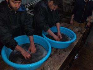 گزارش تصویری:تکثیر فیل ماهی در کارگاه بازسازی و حفاظت از ذخایر ژنتیکی شهید رجایی