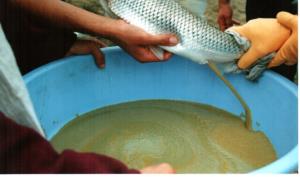 پیش بینی تولید 90 میلیون قطعه بچه ماهی سفید درمرکز بازسازی شهید رجایی ساری درسال 99