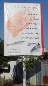 نصب تابلوهای تبلیغاتی و ترویجی مصرف ماهی و آبزیان درسطح شهر محمودآباد