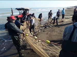 آغاز فصل صید ماهیان استخوانی 20 مهر درمازندران
