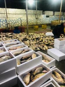  صادرات بیش از  ۱۶ تن ، ماهی  به جمهوری آذربایجان 