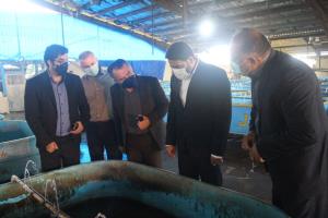 بازدید مدیران کل دفتربازسازی شیلات ایران  و شیلات مازندران از مراحل مختلف تکثیر ماهی خاویاری در دو مرکز شهرستان ساری 