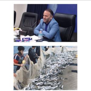 مدیرکل شیلات مازندران : روزانه ۸۰ تن ماهی توسط جامعه صیادی پره صید و به بازار عرضه می‌شود
