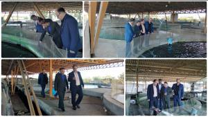 بازدید مشاور امنیت غذایی وزیر جهادکشاورزی ازپروژه شیلاتی پرورش ماهیان خاویاری در استان مازندران