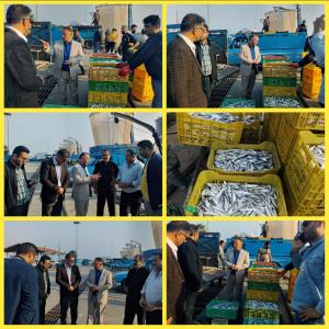 مدیرکل شیلات استان مازندران گفت: بیش از ۴۹۳۰ تن ماهی کیلکا صید و به بازار عرضه شد