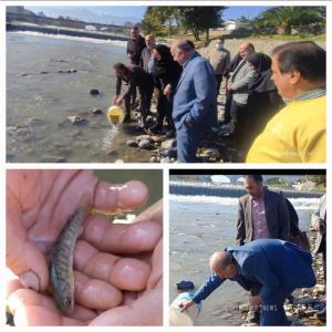 ✍رهاسازی بچه ماهیان آزاد تکثیری در رودخانه چشمه کیله و رودخانه های منتهی به آن باحضور مسئولین ادارات تنکابن