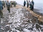 بيش از410 تن ماهي استخواني دردرياي مازندران صيد وروانه بازارشد 