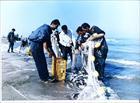 صيد 570  تن ماهي استخواني در مازندران در سه ماهه فصل پائيز 