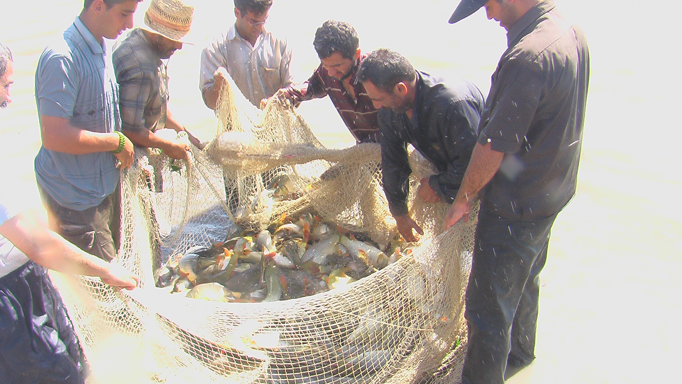 برداشت ماهیان پرورشی از آببندانها ی استان مازندران آغاز شد.