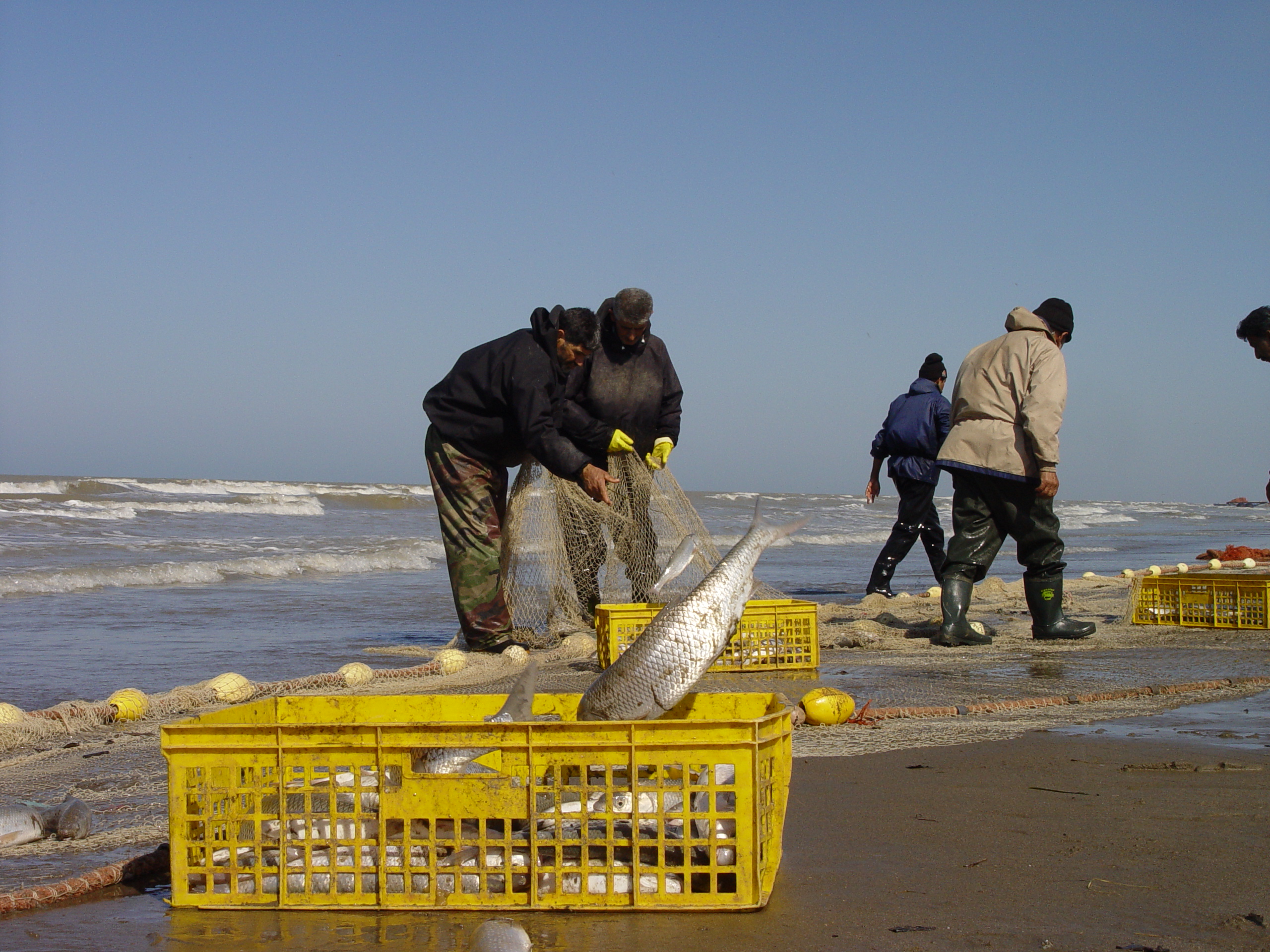 افزایش ۳۶ درصدی صید ماهی سفید توسط صیادان پره مازندران