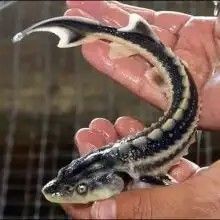 رها سازی حدود 3000 قطعه بچه ماهی خاویاری نارس به دریا توسط صیادان پره مازندران