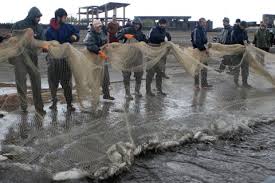 صید بیش از 820 تن انواع ماهیان استخوانی ازابتدای فصل صید تا  پانزدهم آذرماه توسط صیادان مازندرانی 