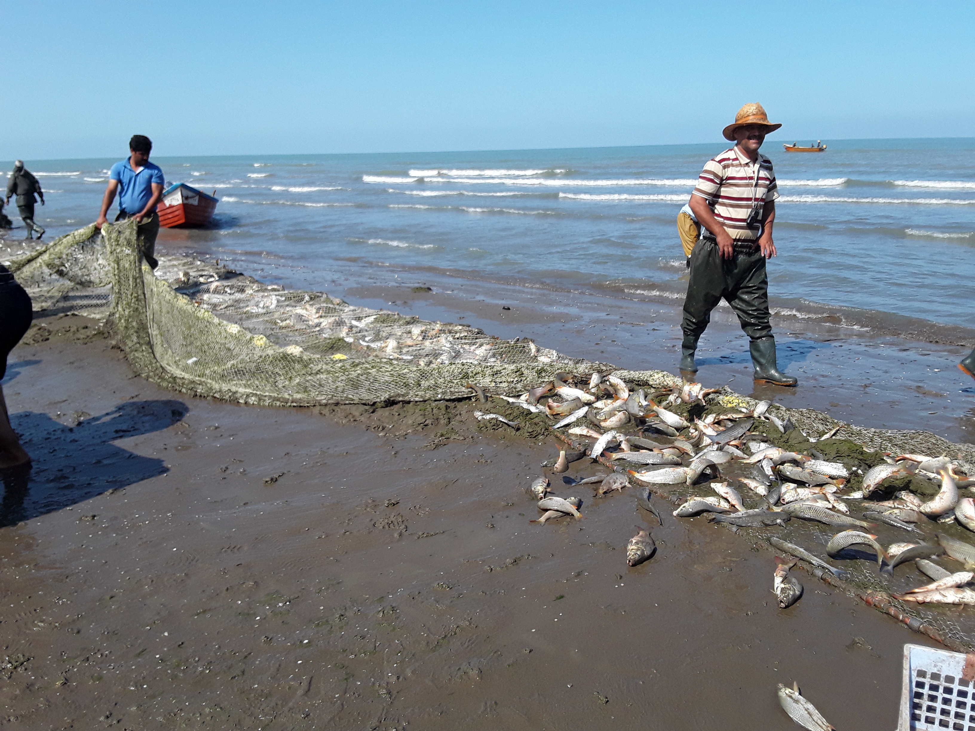  مدیرکل شیلات مازندران ازافزایش 19 درصدی صید ماهیان استخوانی تا30 آبان خبرداد